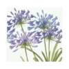 Serviette "Agapanthus"