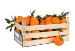 Frische sizilianische Orangen