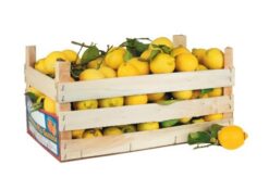 Frische sizilianische Zitronen